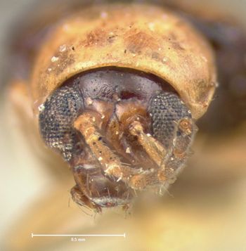 Media type: image;   Entomology 18439 Aspect: head frontal view